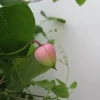 桃割