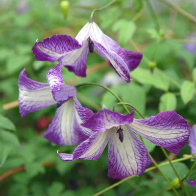 アイ・アム・レディ・ジェー