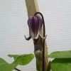 藍玉