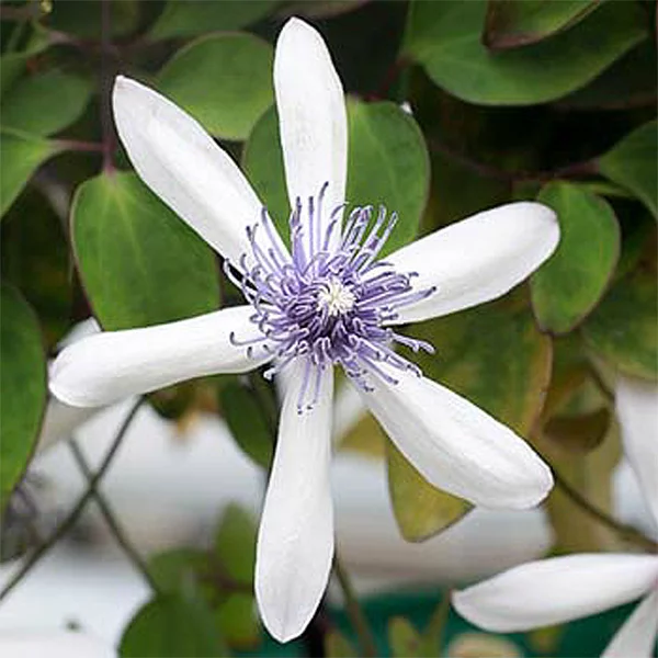 アコウエンシス