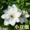 小豆畑