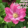 麻生