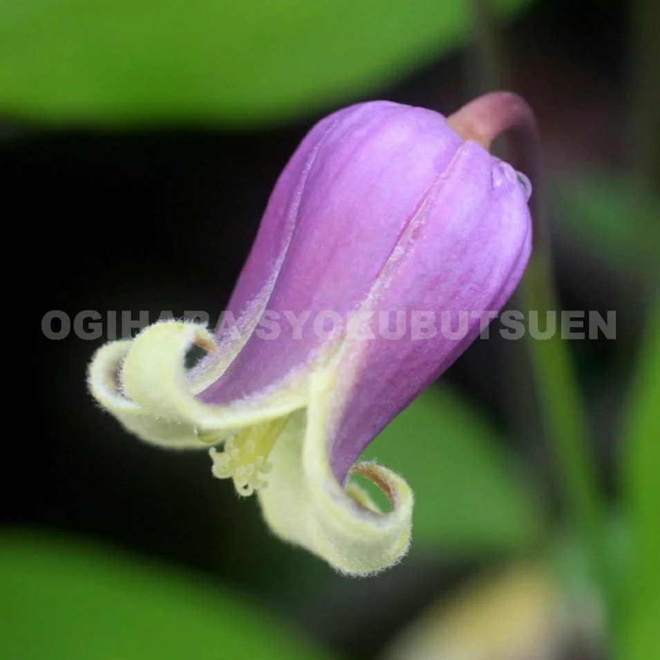 アディソニー（ヴィオルナ系/原種系）< クレマチス図鑑 | Gardeninglog