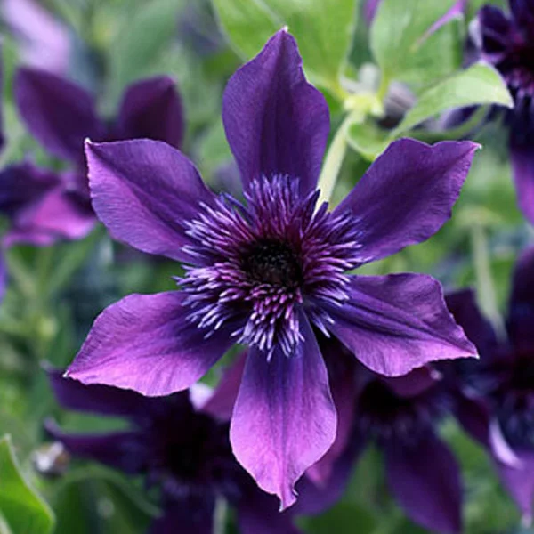 アフロ・ボーイ