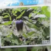天の原