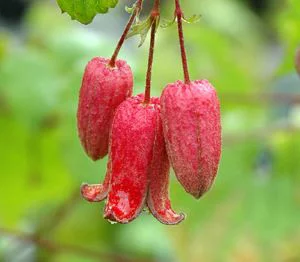 アルテルナータ