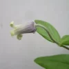 アルビコマ