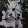 イーディス