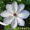 イワン・オルソン