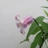 薄桜