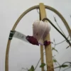 淡紅藤