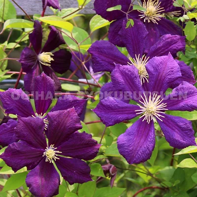 エトワール・バイオレット