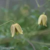 アケビオイデス