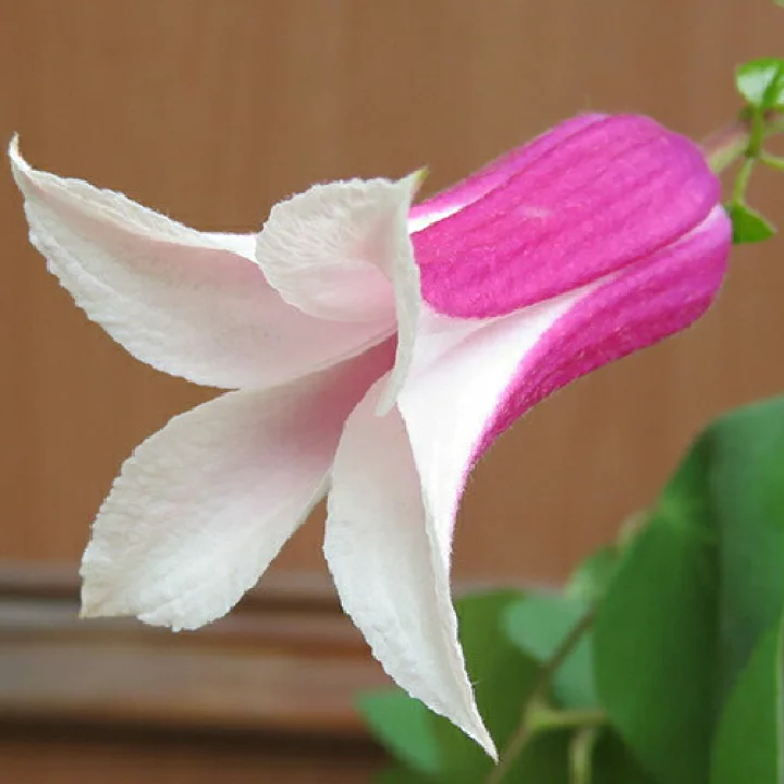 エールフクシマ