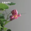 たまかずら