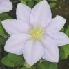 チェルシー