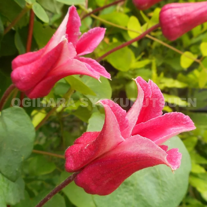 クイーン・マキシマ