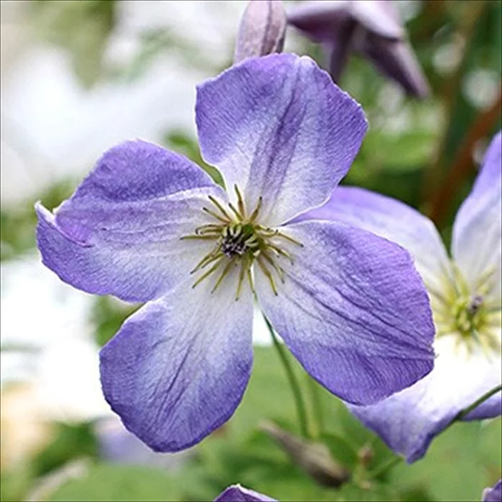 マリア・ラグーン