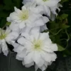 ダイヤモンド・ボール