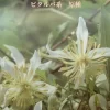ブラチアータ