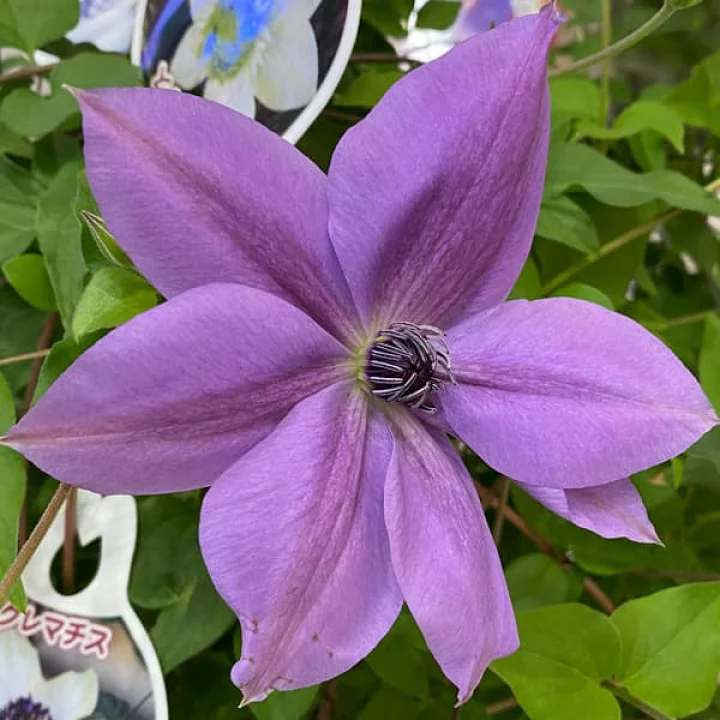 パープル・スター