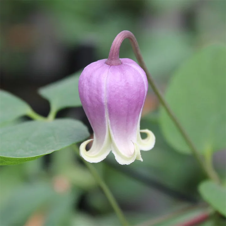 ティンクル・パープル