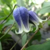 雫(しずく)