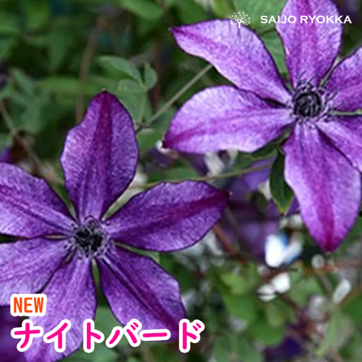 ナイト・バード