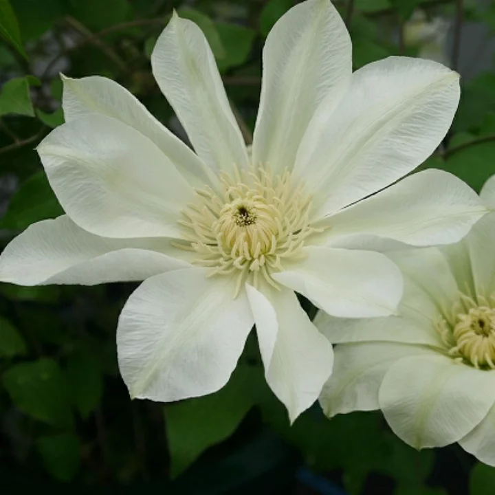 ムーン・ライト