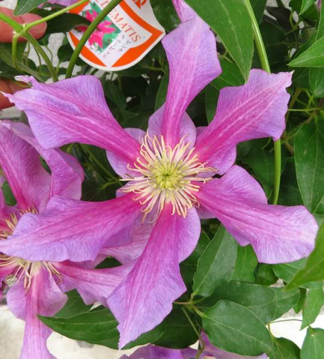 ピンク・キューピット