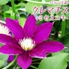 ミセス・ユキ