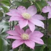 橘花の舞