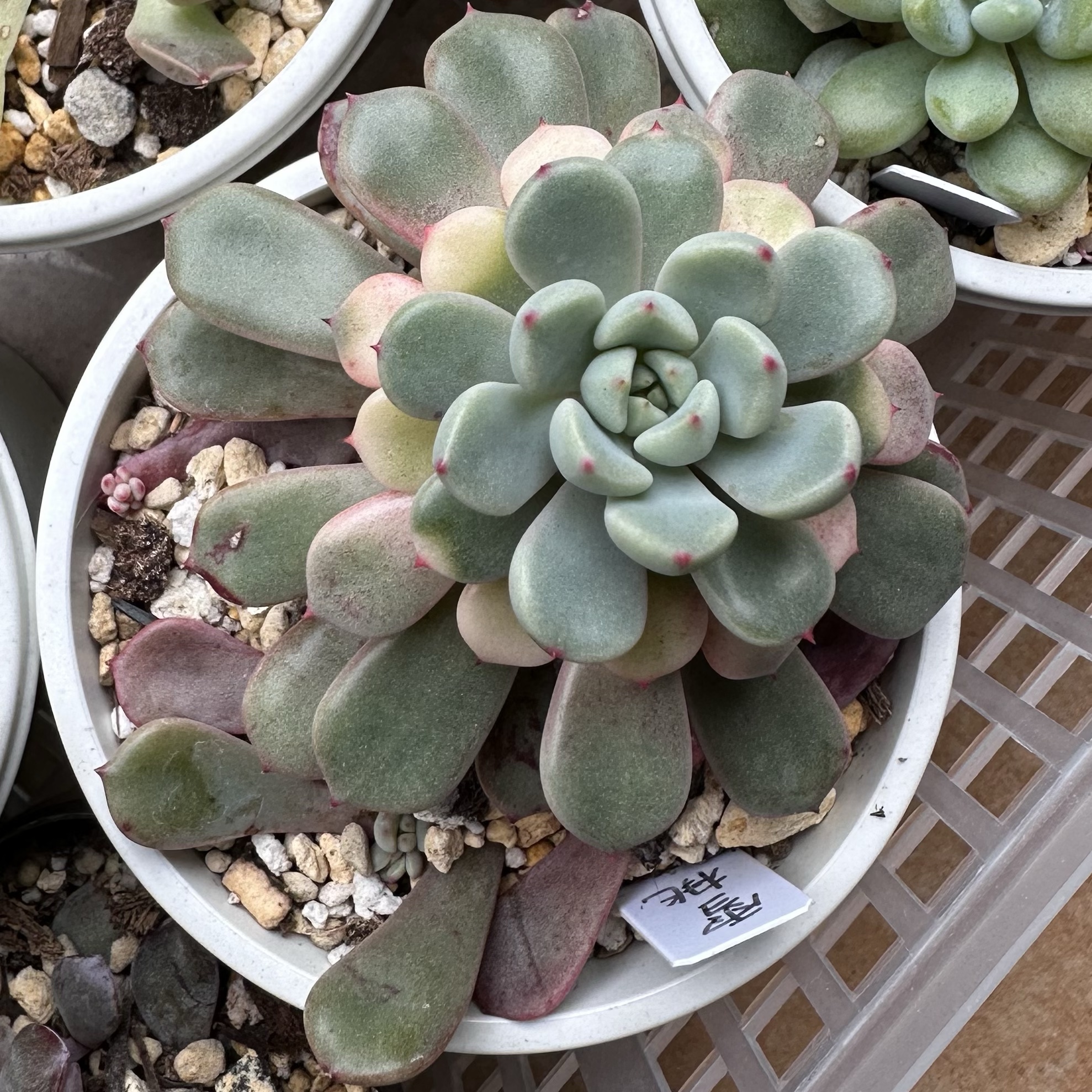 8.【札付き】桃福 ASOBINI 命名株 多肉植物 エケベリア 多肉植物