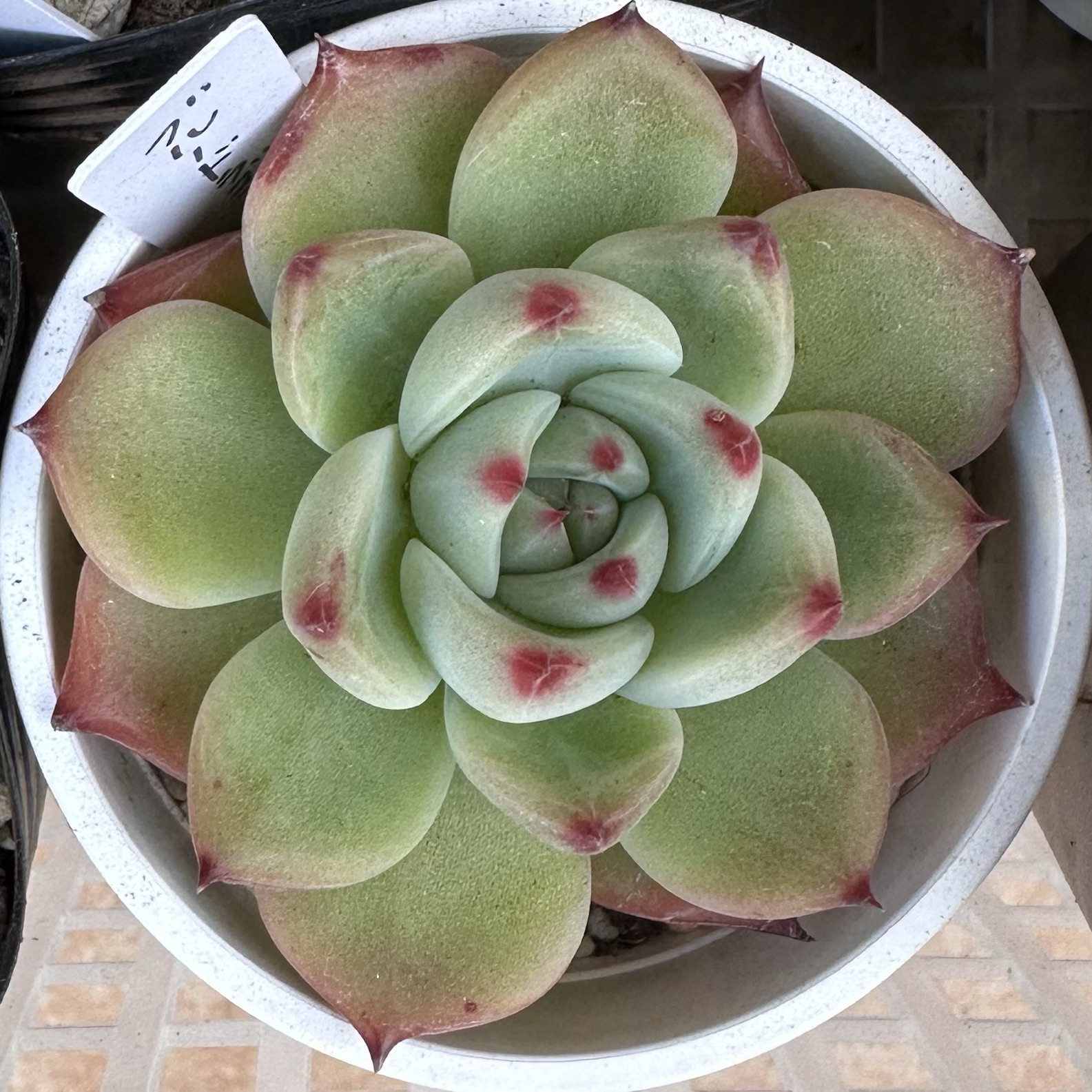 爪が赤くなってきた「ブルードラゴン」 | Gardeninglog