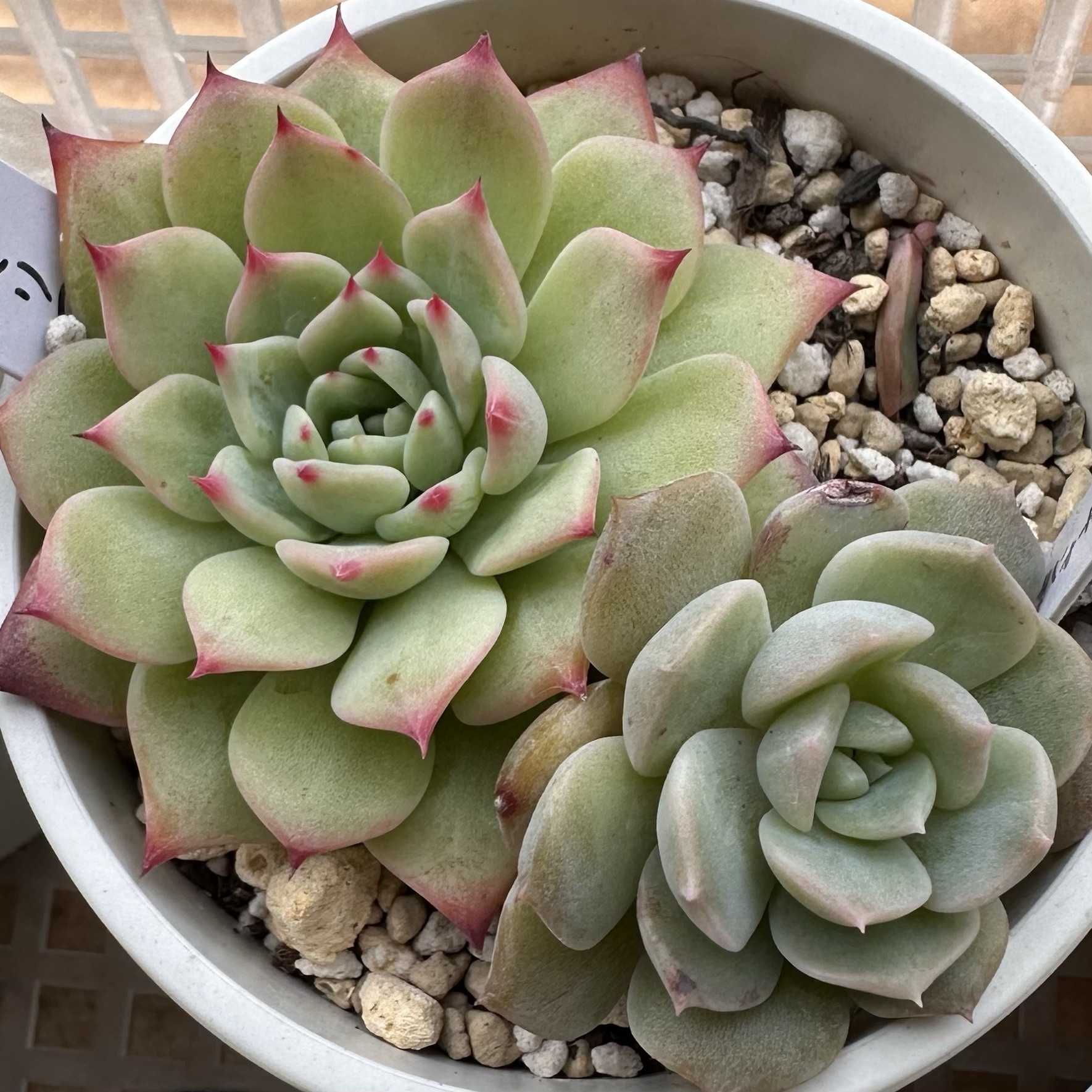 多肉 多肉植物25個 1222-QY089 AKマリア エケベリア カット 寄植え