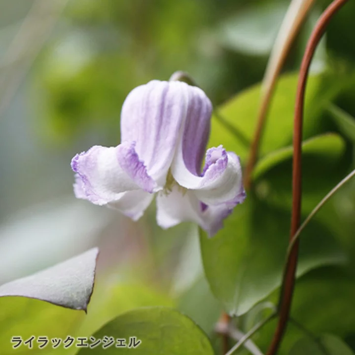 ライラックエンジェル