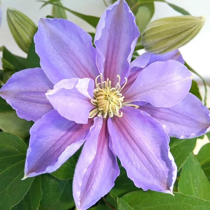 パストラーレ・ボサ