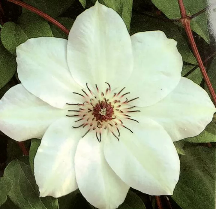 ミス・ベーツマン