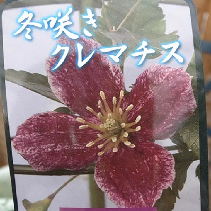 ランダン・ジム