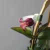 雅