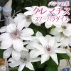 スノーパラダイス