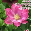花まつり