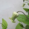 利休白茶