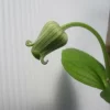 白雨