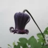 玄