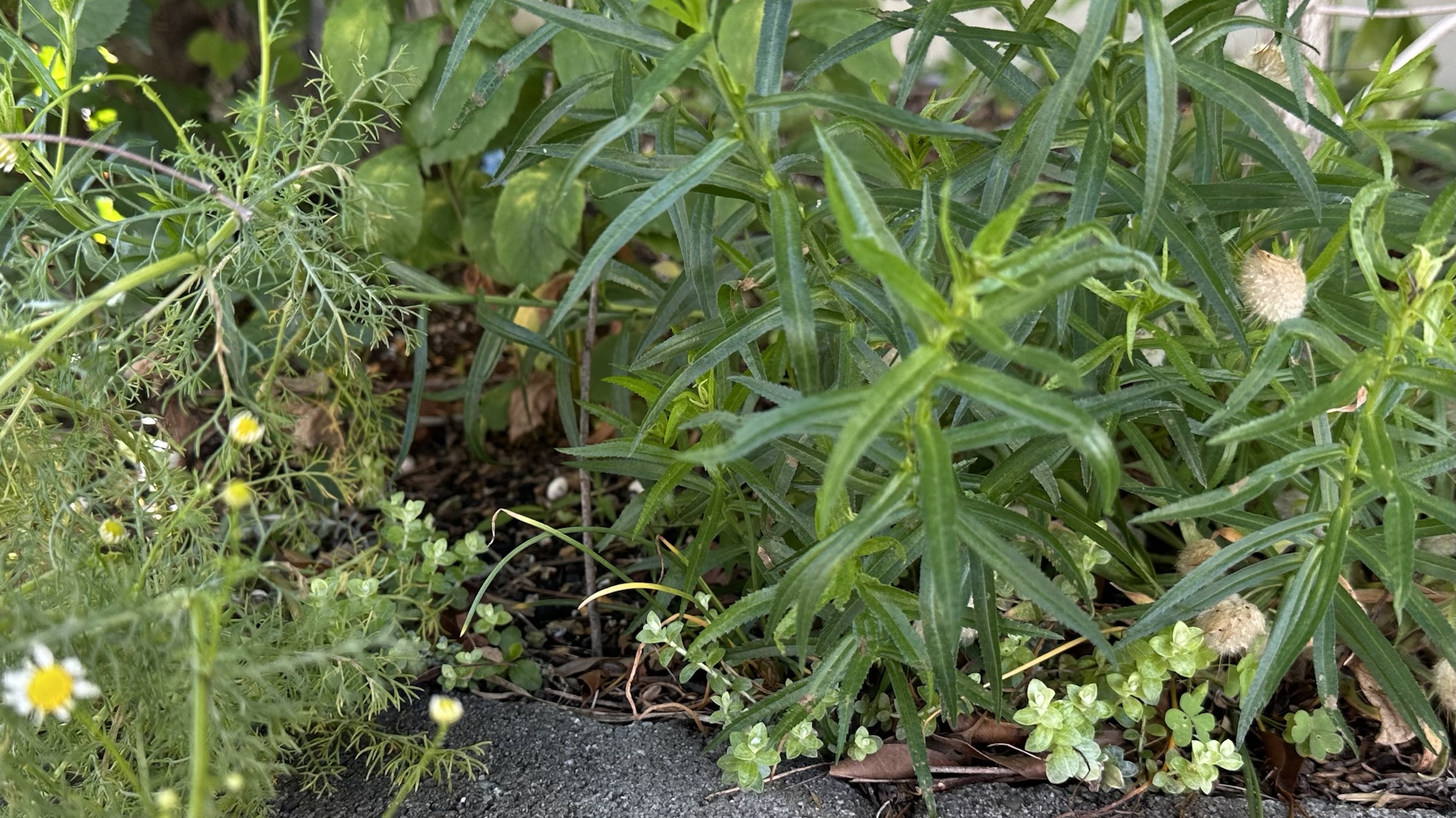 ６月いっぱい♡赤葉日高ミセバヤ カット苗 多肉植物 多肉植物】 『赤葉ヒダカミセバヤ』 | すべての商品 | | Junk sweet