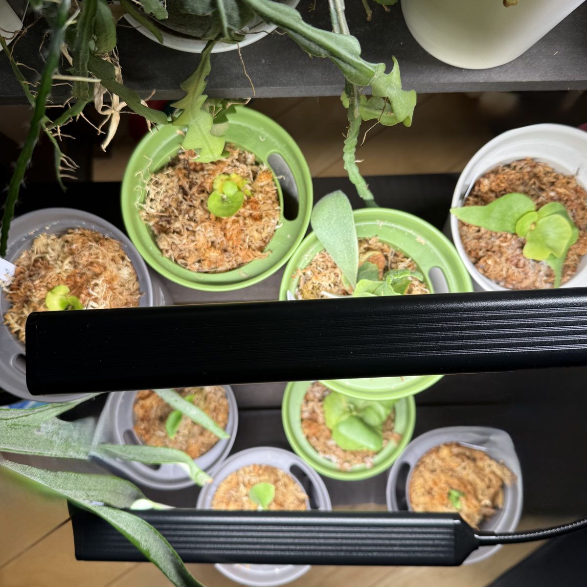 植物育成ライトをビカクシダに当てている様子